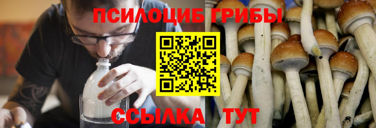 Галлюциногенные грибы Psilocybe Кирово-Чепецк